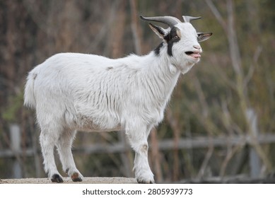 White goat bleating while standing outdoors