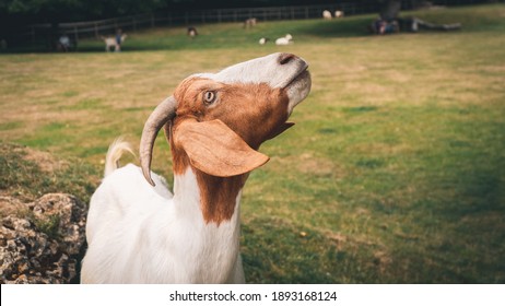 White Goat With Brown Head Looking Up 