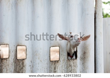 White Goat in cage