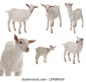 White Goat Collection