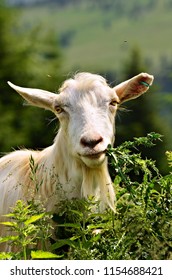 White Goat Eating