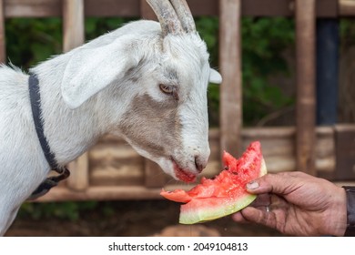 A white goat eats a watermelon from the hands of a man