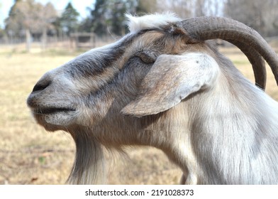 White Goat In The Ecological Park. Province Of Córdoba, Argentina