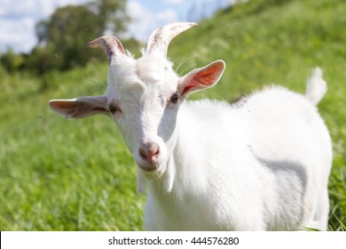 White goat in a field, close-up
 - Powered by Shutterstock - Get 15% off with code: PIKWIZARD15