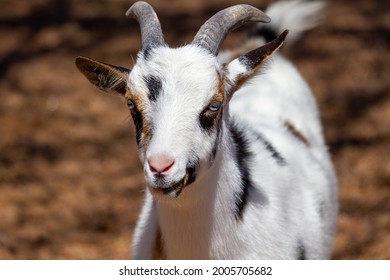 White goat in frontal head shot with unusual colored eyes - Shutterstock ID 2005705682
