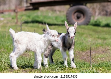 White Goat In The Garden Eats Young Succulent Grass, Breeding Goats.	
