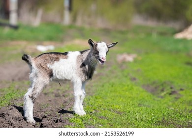 White Goat In The Garden Eats Young Succulent Grass, Breeding Goats.