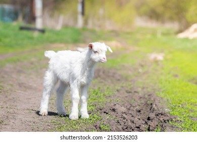 White Goat In The Garden Eats Young Succulent Grass, Breeding Goats.