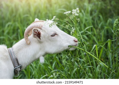 White Goat In The Garden Eats Young Succulent Grass, Breeding Goats