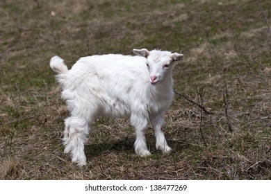 White Goat grazing grass