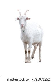 White Goat . Isolated.