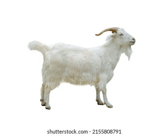 White Goat Isolated On White Background