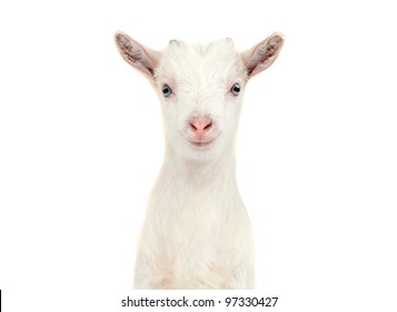 White Goat Isolated On White Background