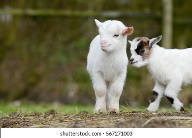 White Goat Kid Standing On Pasture