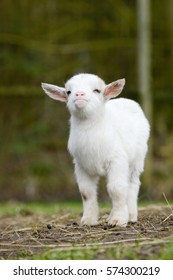 White Goat Kid Standing On Pasture