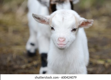 White Goat Kid Standing On Pasture