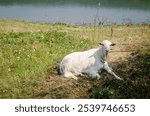 White goat lies on the grass on the shore of the lake. White horse in the background. Domestic animals.