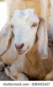 White Goat Looking To The Camera Sitting. Cute Goat Face Portrait In Summer Dry Climate	
