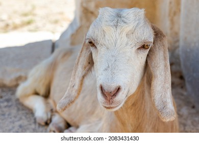 White Goat Looking To The Camera Sitting. Cute Goat Face Portrait In Summer Dry Climate	
