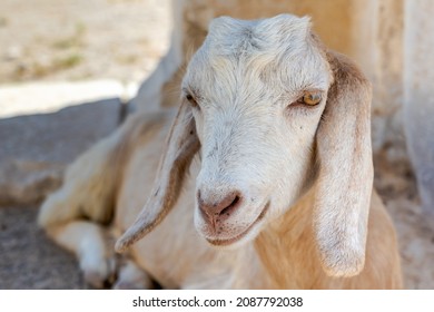 White Goat Looking To The Camera Sitting. Cute Goat Face Portrait In Summer Dry Climate	
