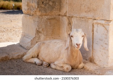 White Goat Looking To The Camera Sitting. Cute Goat Face Portrait In Summer Dry Climate	