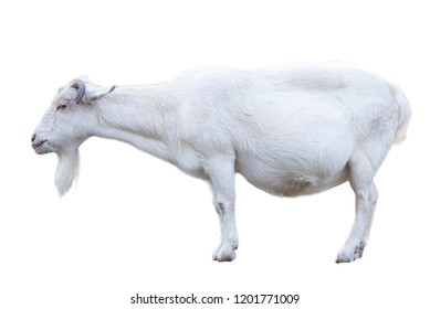 White Goat On White Background.
