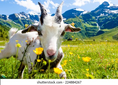 White Goat On Meadow, Austria Alps