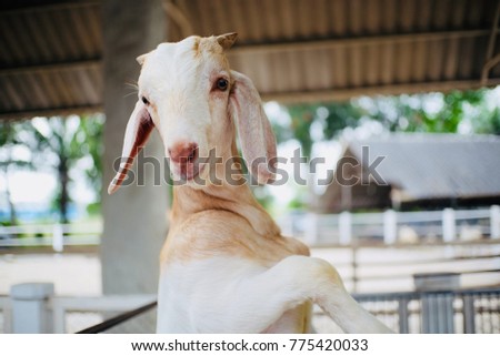 White goat portrait in farm