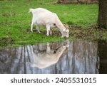 White goat reflecting in the puddle and drinking from the water.