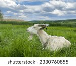 A white goat rests in the grass on the shore of the lake