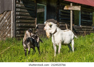 White Goat And South African Boer Goat On Nature