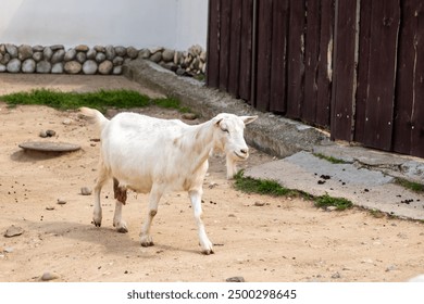 A white goat is standing in the dirt close to a wooden fence that surrounds the area, enjoying the landscape and the fresh air - Powered by Shutterstock