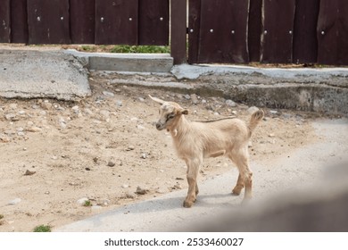 A white goat is standing in the dirt close to a wooden fence that surrounds the area, enjoying the landscape and the fresh air - Powered by Shutterstock