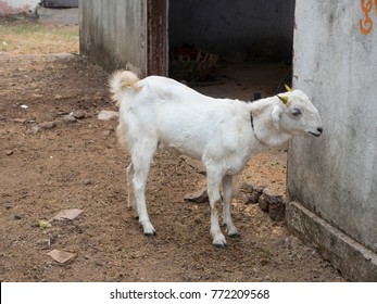 Goat Barn Images Stock Photos Vectors Shutterstock