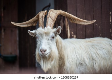 White Goat With Very Big Horns Standing In The Stall