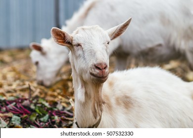 White goat at the village in a cornfield, goat on autumn grass, goat head looks at the camera - Shutterstock ID 507532330