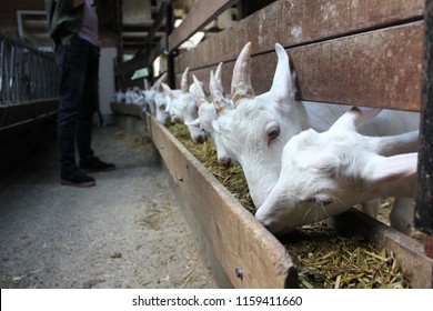 Goat Barn Images Stock Photos Vectors Shutterstock