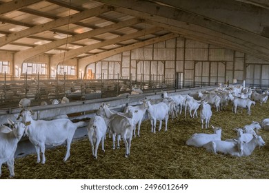 White goats in goat farm. Interior of a goat house building. Livestock farming for goat milk dairy products. - Powered by Shutterstock