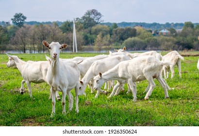 White goats in a meadow of a goat farm. White goats