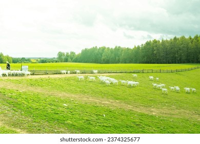 White goats in a meadow of a goat farm. White goats. - Powered by Shutterstock