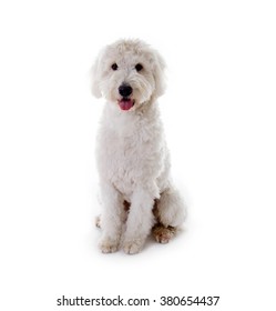 White Golden Doodle Dog