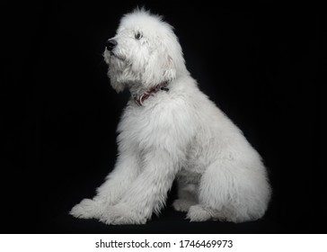 White Golden Doodle Portrait On Black Background