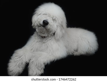 White Golden Doodle Portrait On Black Background