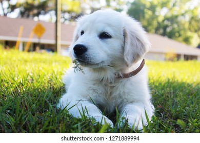 White Golden Retreiver Puppy