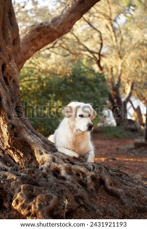 A white Golden Retriever dog lies thoughtfully by an old tree