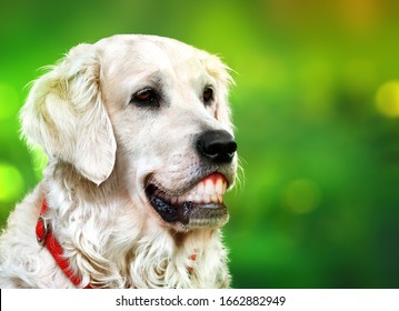 english cream lab retriever