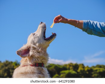 White Golden Retriever Jump To Eat A Potatoe Reward