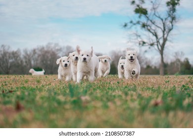 White Golden Retriever Puppies Playing - Powered by Shutterstock