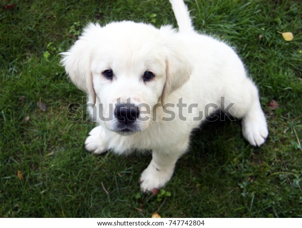 white golden retriever puppies