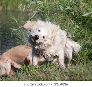 The white golden retriever shakes off after bathing